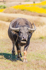 Buffalo in a field near Kalaw, Myanmar