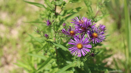 Midwest Wildflower Prairie: New England Aster