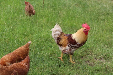 Hahn im Korb