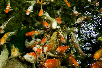 predatory fish, carp koi in the Adler aquarium