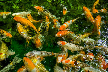 predatory fish, carp koi in the Adler aquarium