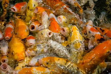 Fototapeta na wymiar predatory fish, carp koi in the Adler aquarium