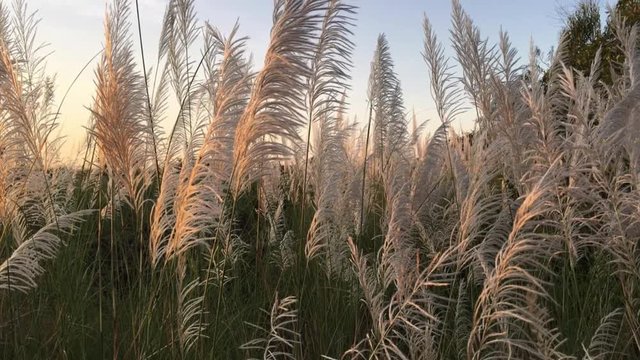 Wild grass on highway side , South India