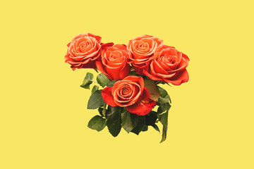 Red roses with large buds and green leaves on a yellow background. The concept of art. Trendy bouquet of roses. Creative style. Art gallery design