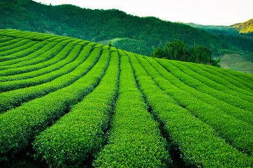 Fototapety  plantacja herbaty Tajwan Oolong