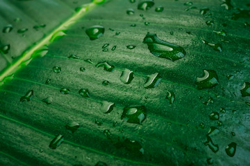 Close-up of water drops on a tropical ficus elastica plant