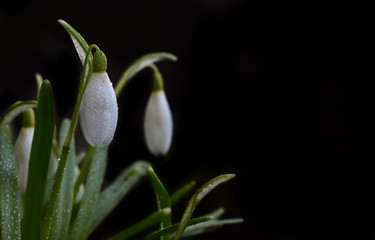 Obraz premium Image of tender buds of spring snowdrops on a contrasting black background
