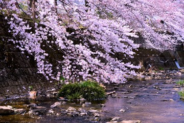 恩田川の桜