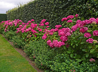 Colourful Hydranea border at an English country garden