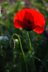 Obraz premium Spata Village, Greece / Flowers in the countryside