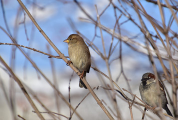 Small sparrow in profile on a thin twig of a bush against the background of bright blue sky