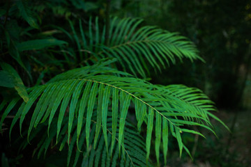 tropical leaves background palm nature green