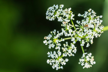 White small flowers on a dark green background.