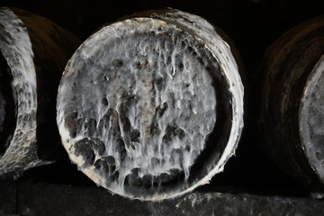 white mold growing on very old barrels of wine in a cellar