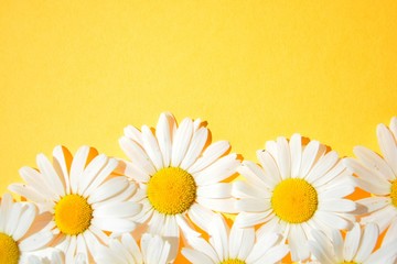 daisies on a yellow background with space for your text