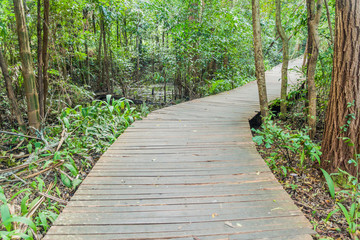Boardwalk in National Kandawgyi Botanical gardens in Pyin Oo Lwin, Myanmar