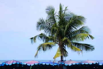 Palm and beach umbrellas on the beach in the Tropics . Summer holiday.