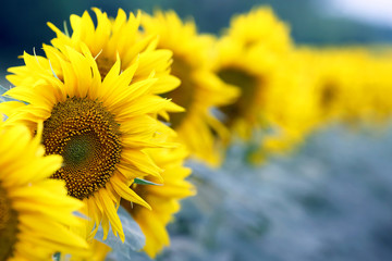 yellow flower of sunflower in a field closeup