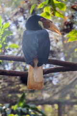 Hornbill in National Kandawgyi Botanical gardens in Pyin Oo Lwin, Myanmar