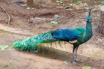 Peacock in National Kandawgyi Botanical gardens in Pyin Oo Lwin, Myanmar