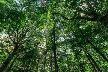 Fototapeta premium impression nature