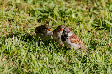 sparrow