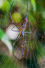 Golden silk orb-weaver (Nephila) spider in Myanmar