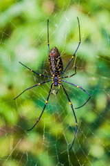 Golden silk orb-weaver (Nephila) spider in Myanmar