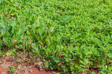 Tobacco field near Hsipaw, Myanmar