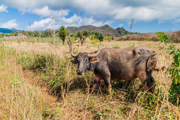 Buffalo in a field near Hsipaw, Myanmar