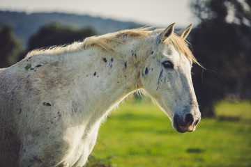 A White Horse In a Bohemian Nature Background