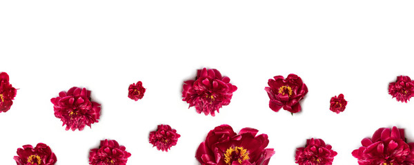 Creative layout made of red peony flowers on a white background.