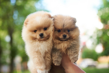 Two puppies of the Spitz cream on hand.