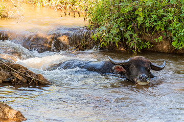 Buffalo in a stream near Hsipaw, Myanmar