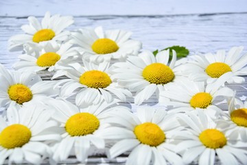 daisies on a white wooden background with space for your text