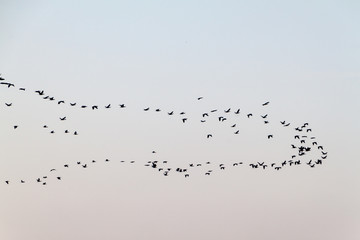 Migratory birds in V-shape formation