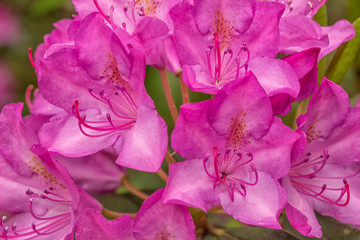 Vibrant Purple Rhododendrons