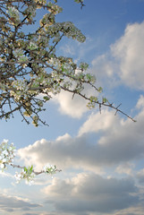 Spata Village, Greece / Almond tree in the countryside