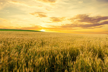 Wheat crop field against beautiful sunset landscape