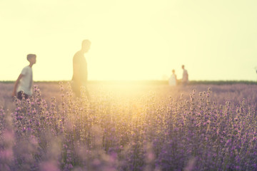 Silhouettes of people walking in lavender field against beautiful golden sunset