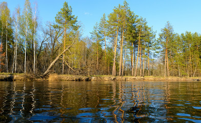Autumn evening landscape with the river and a beautiful tree