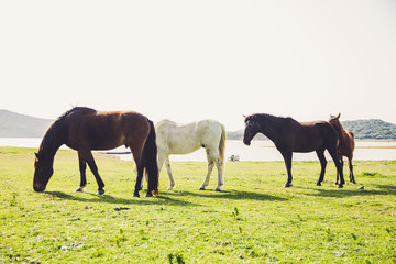 Fototapeta na wymiar Beautiful Free Horses in the meadows