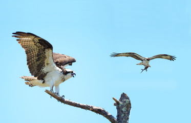 Osprey Landing on Dead Tree with It's Mate Flying By with Fish