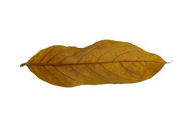 Brown dry leaves with white isolated