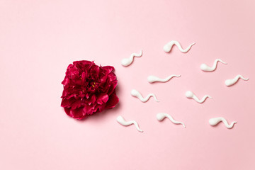 Medical concept of artificial insemination. In vitro fertilization. Red peony flower with plastic...