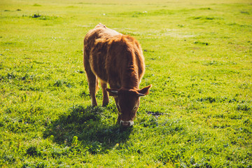 A brown Cow with nature Background