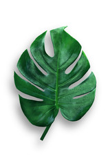 Naklejka premium Monstera deliciosa leaf isolated on white background with clipping path included