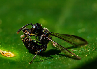 Fototapeta premium Detail of wasp cleaning itself up a leaf