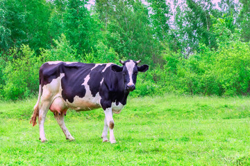 Cow in the meadow. Cow grazing on the green lawn.