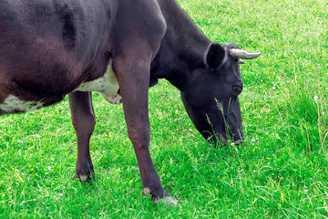 Cow eating green grass on the lawn. Close up.